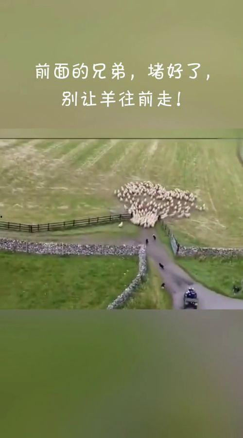 边牧赶羊视频,智慧与速度的完美演绎