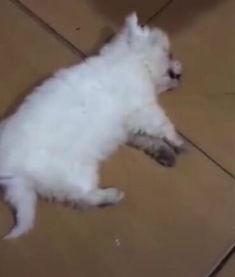 打死小狗视频,小狗无辜惨遭毒手，引发社会广泛关注