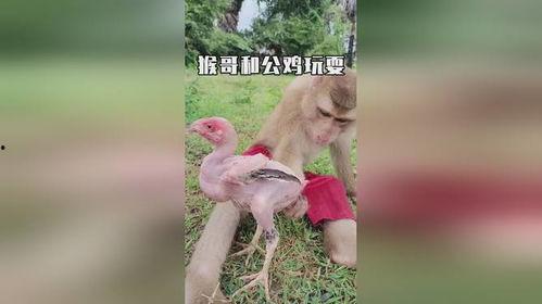 杀鸡儆猴视频,视频揭示职场警示教育新方式