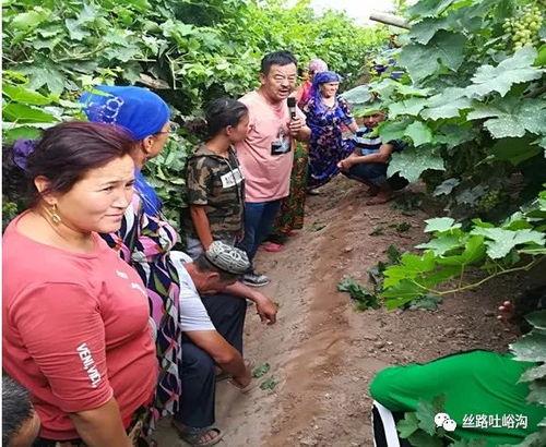 葡萄剪枝技术视频,高效管理,丰收秘诀