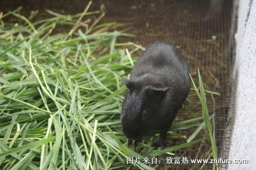 杀黑豚视频,杀黑豚视频引发的行业反思