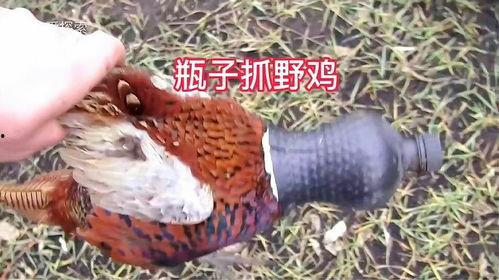 套野鸡最新视频,揭秘神秘世界背后的真实故事