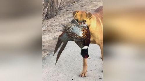 套野鸡最新视频,揭秘神秘世界背后的真实故事