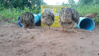 套野鸡最新视频,揭秘神秘世界背后的真实故事