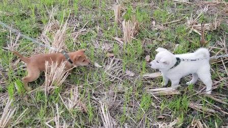 土狗打架视频,一场热血沸腾的街头争霸战