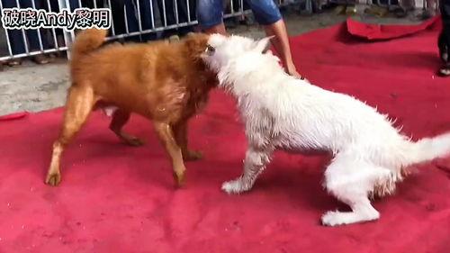 土狗打架视频,一场热血沸腾的街头争霸战