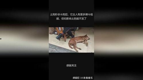 土狗打架视频,一场热血沸腾的街头争霸战